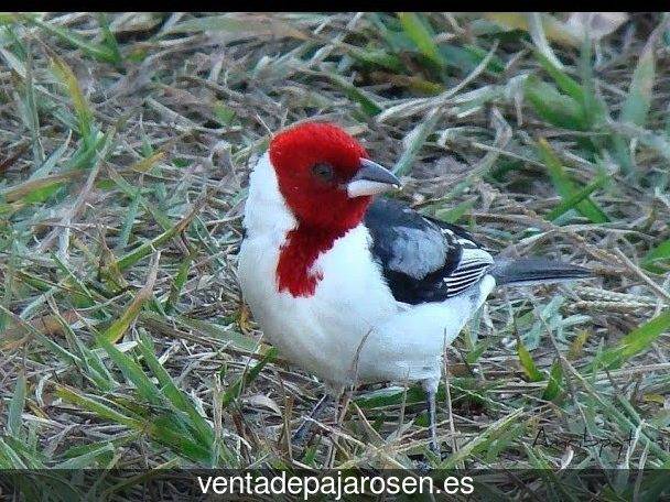 Cria de canarios para principiantes Miranda del Castañar?